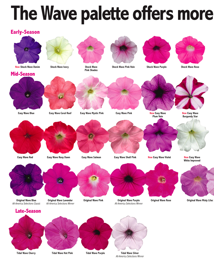 Petunia Wave Series