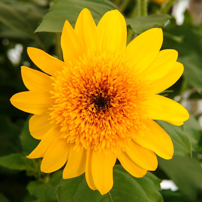 Germania Seed