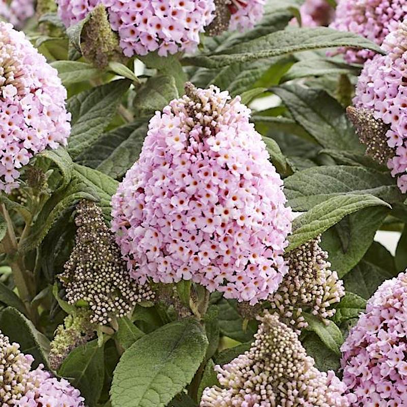 Germania Seed