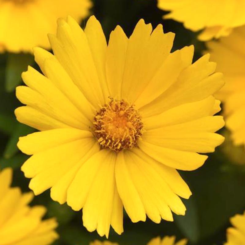 Germania Seed