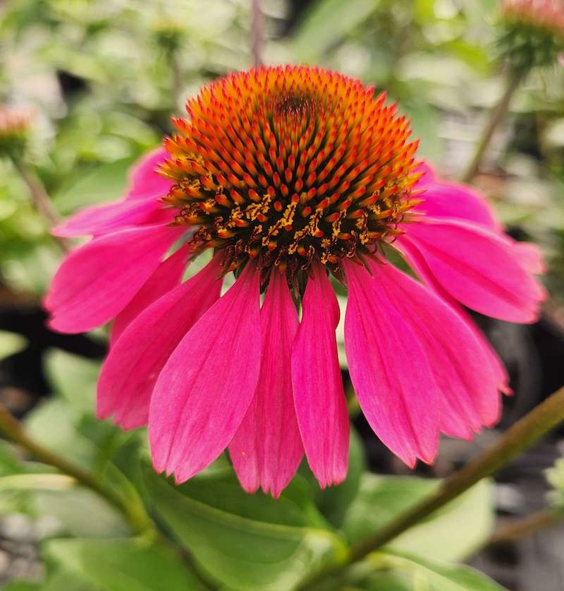 Germania Seed