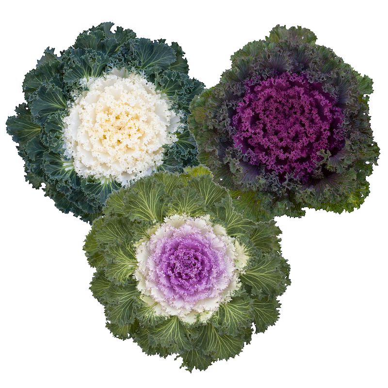 Germania Seed