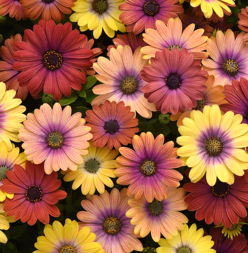 Germania Seed