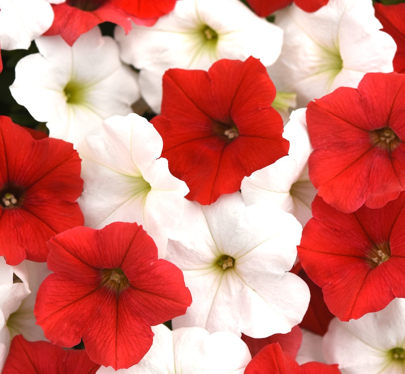 Germania Seed