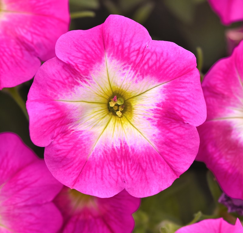 Germania Seed