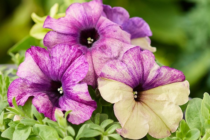 Germania Seed