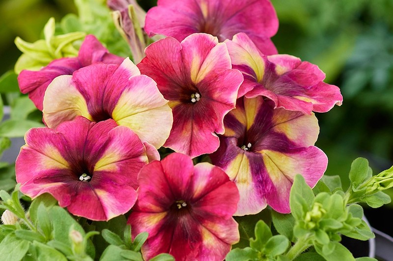 Germania Seed