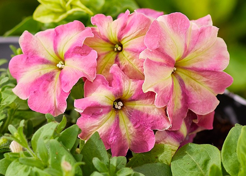 Germania Seed