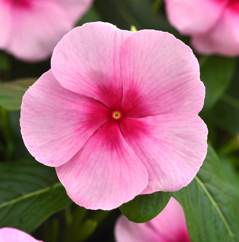 Germania Seed