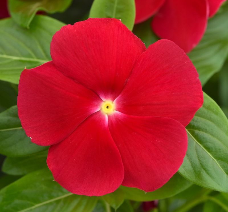 Germania Seed
