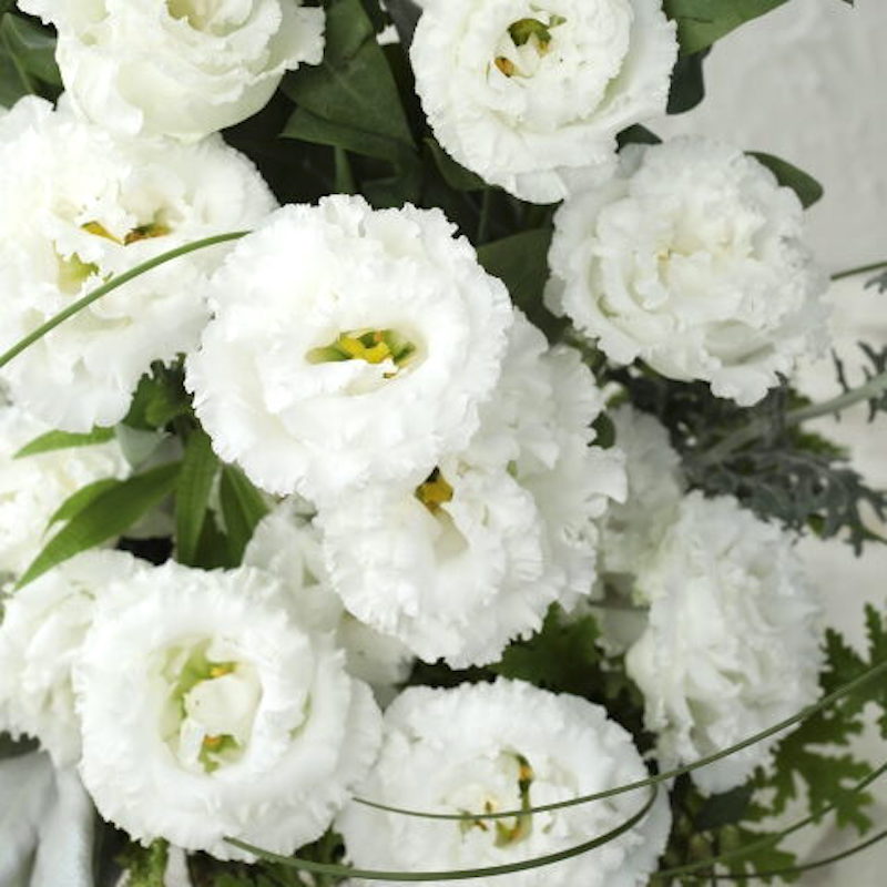 Germania Seed