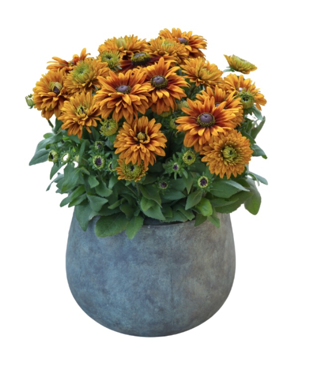 Germania Seed