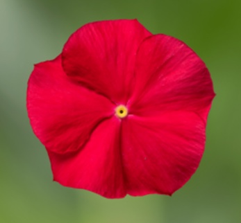 Germania Seed