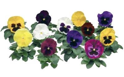 Germania Seed