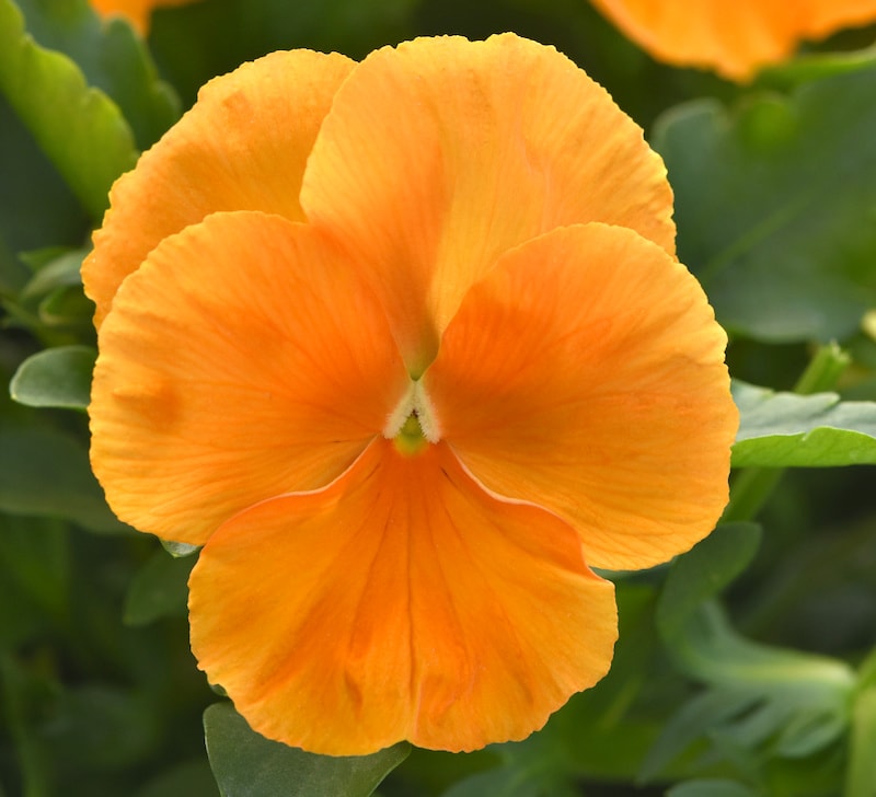 Germania Seed