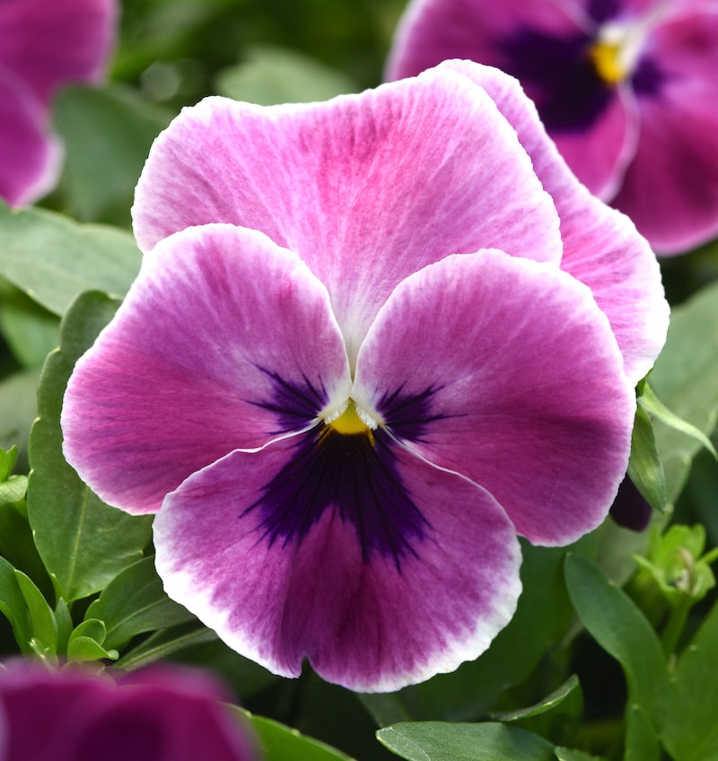 Germania Seed