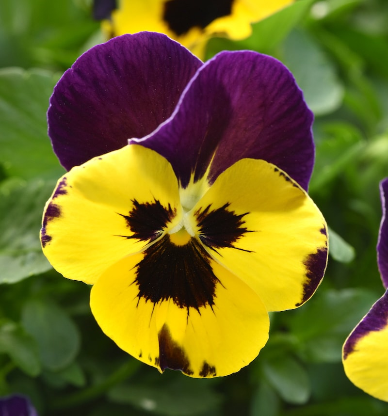 Germania Seed