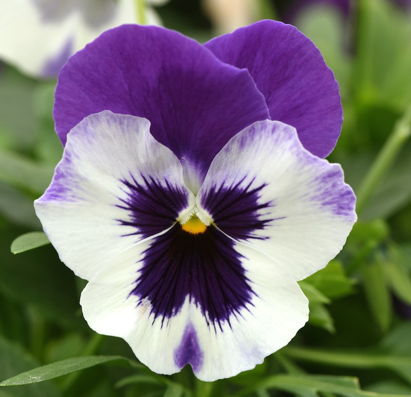 Germania Seed