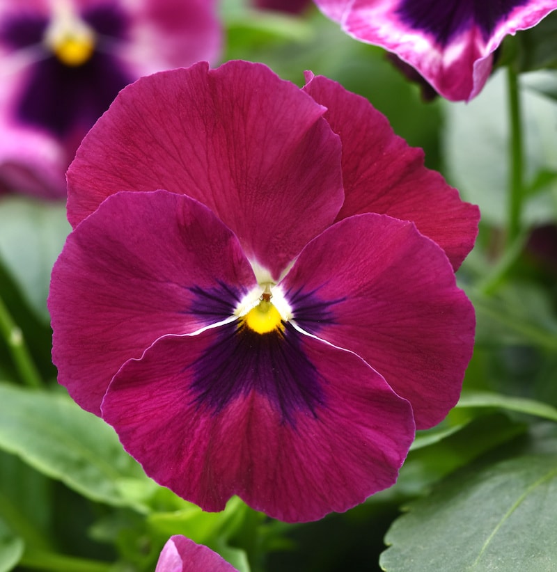 Germania Seed