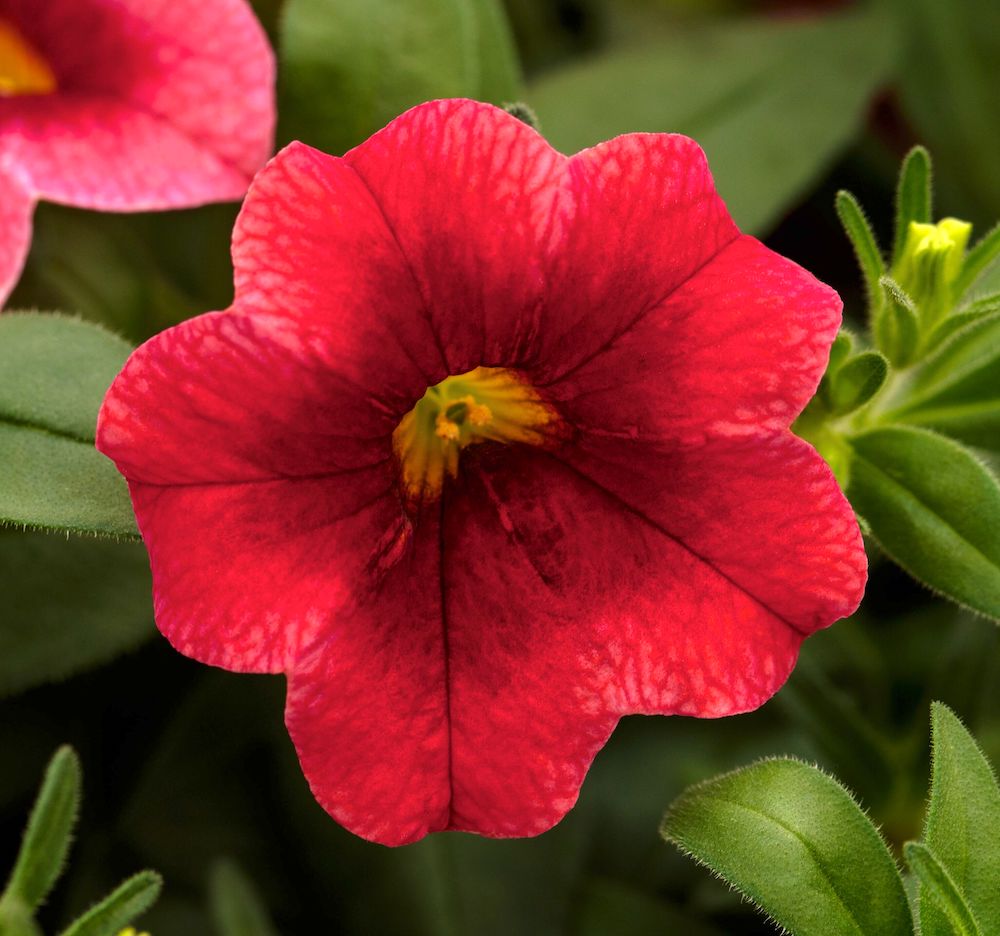 Germania Seed