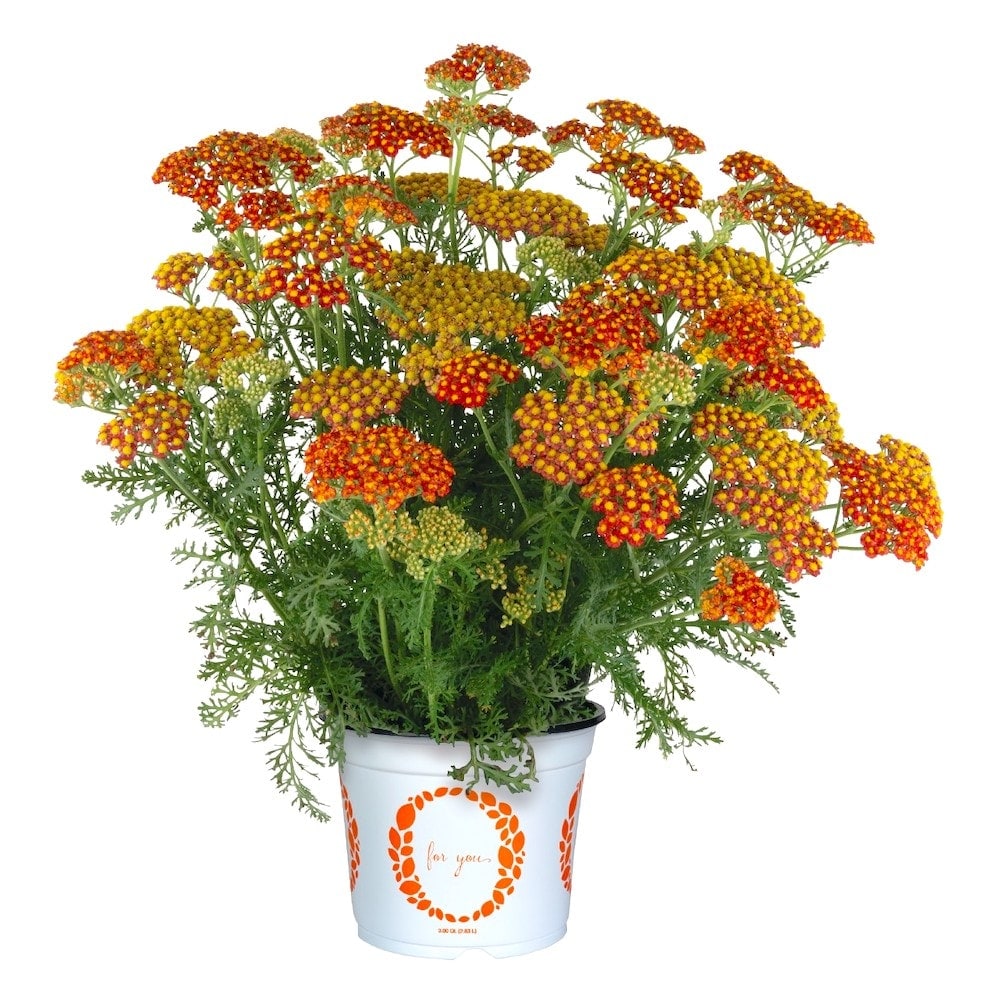 Germania Seed