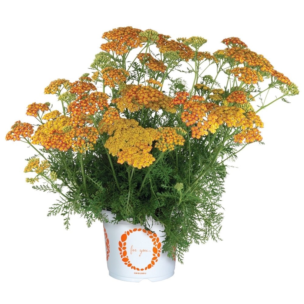 Germania Seed