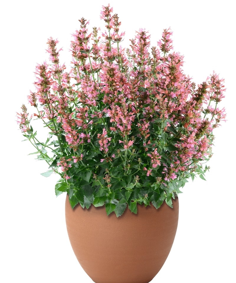 Germania Seed