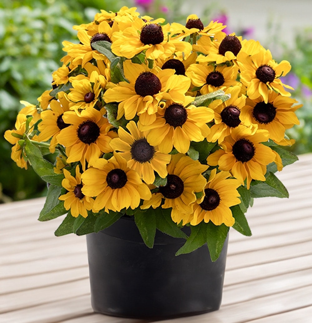 Germania Seed