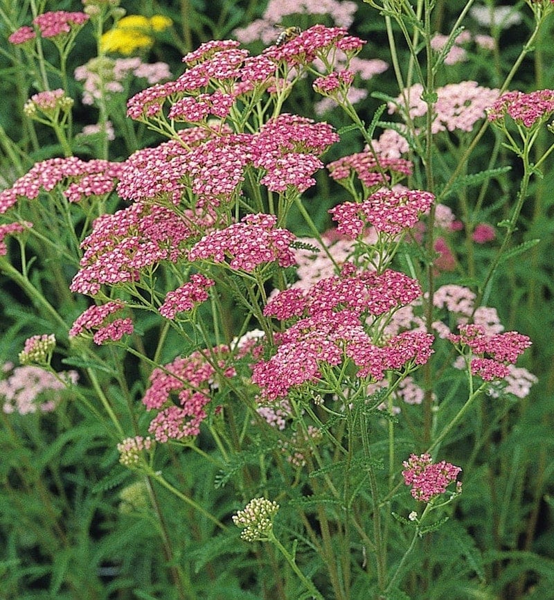 Germania Seed