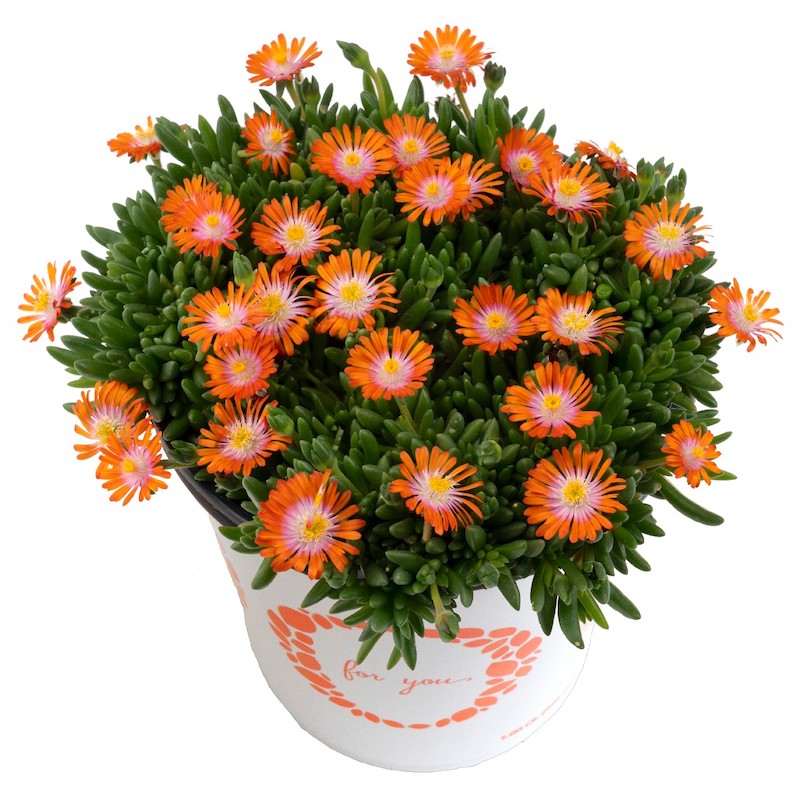 Germania Seed