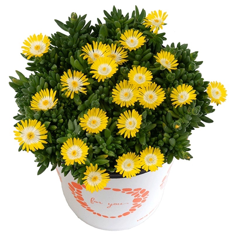 Germania Seed