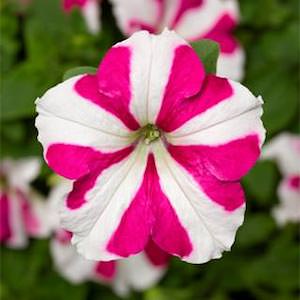 Germania Seed