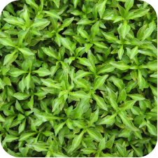 Germania Seed