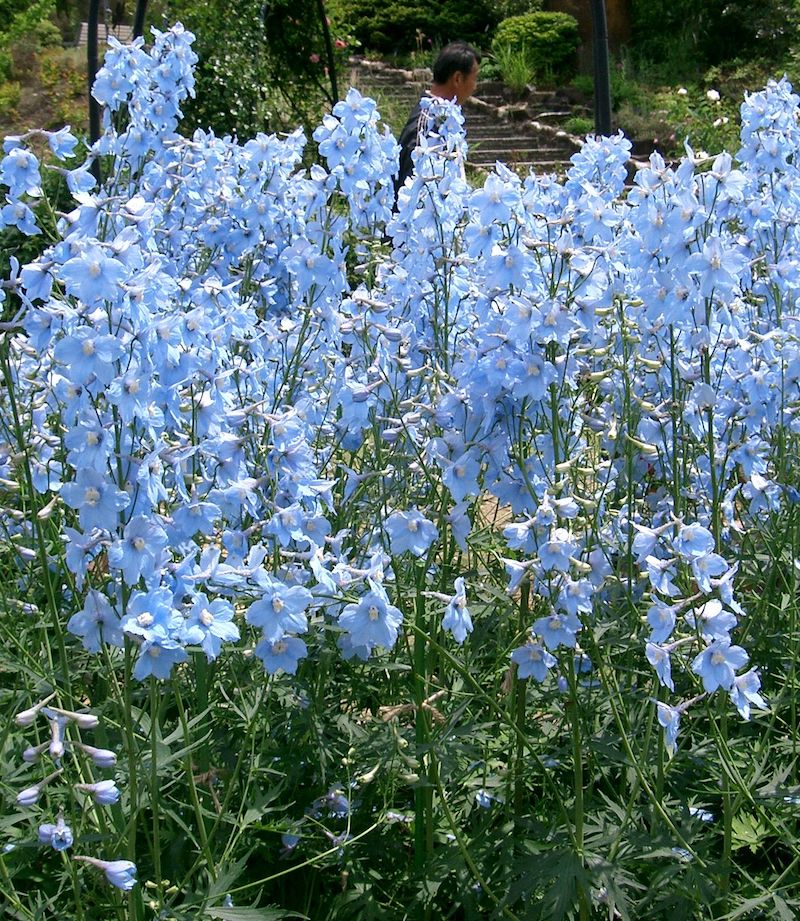Germania Seed