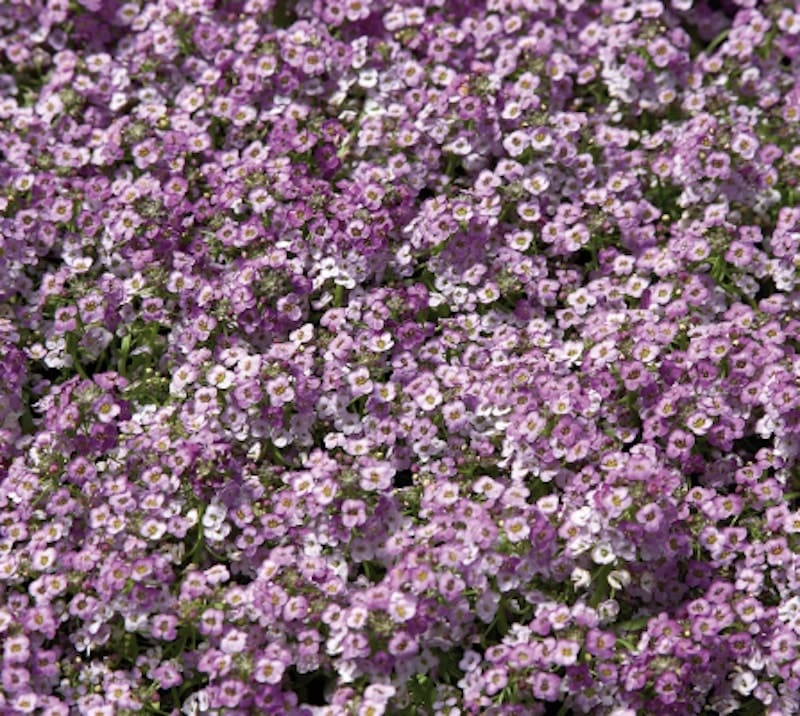 Germania Seed