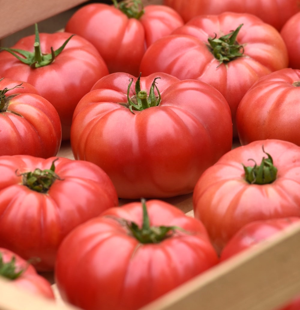 Germania Seed