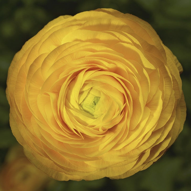 Germania Seed