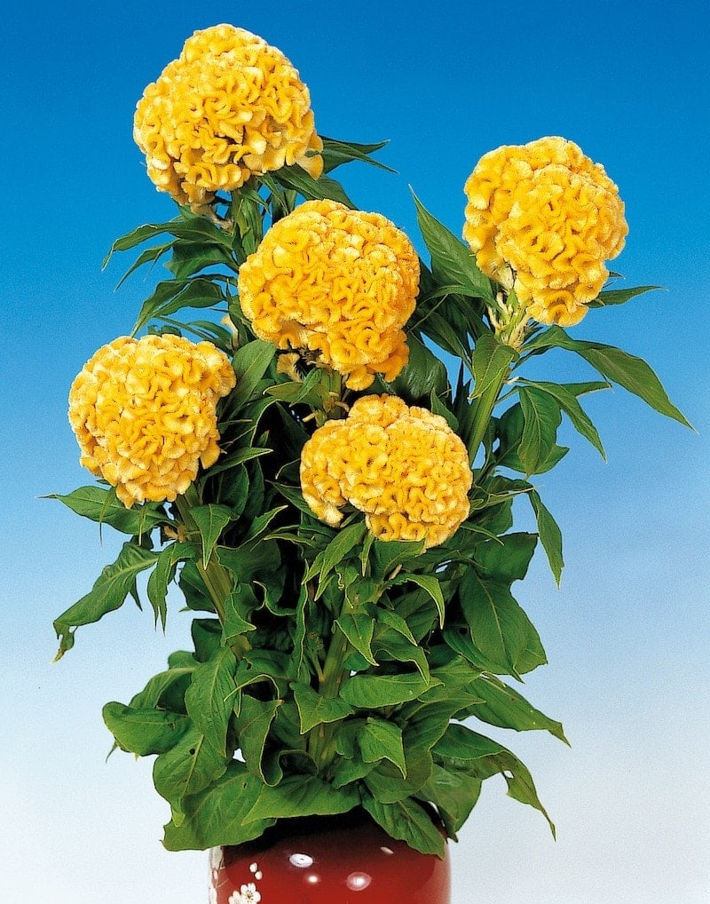 Germania Seed