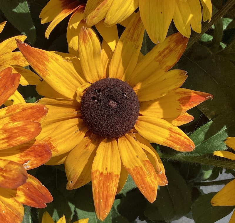 Germania Seed