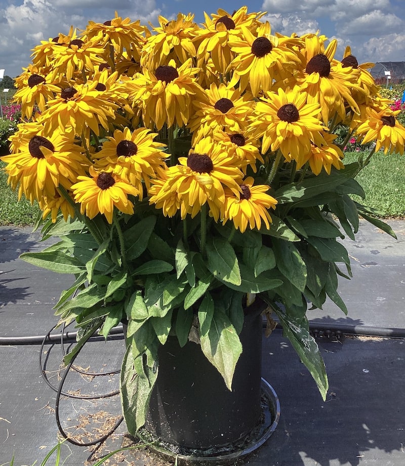 Germania Seed