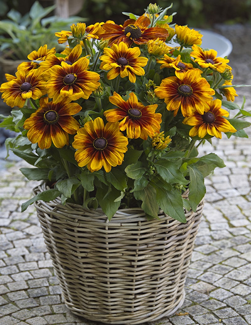 Germania Seed