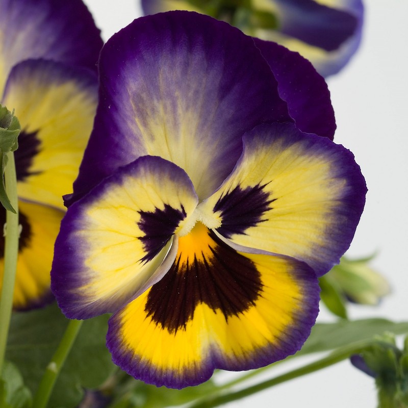 Germania Seed