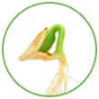 seed-icon.png